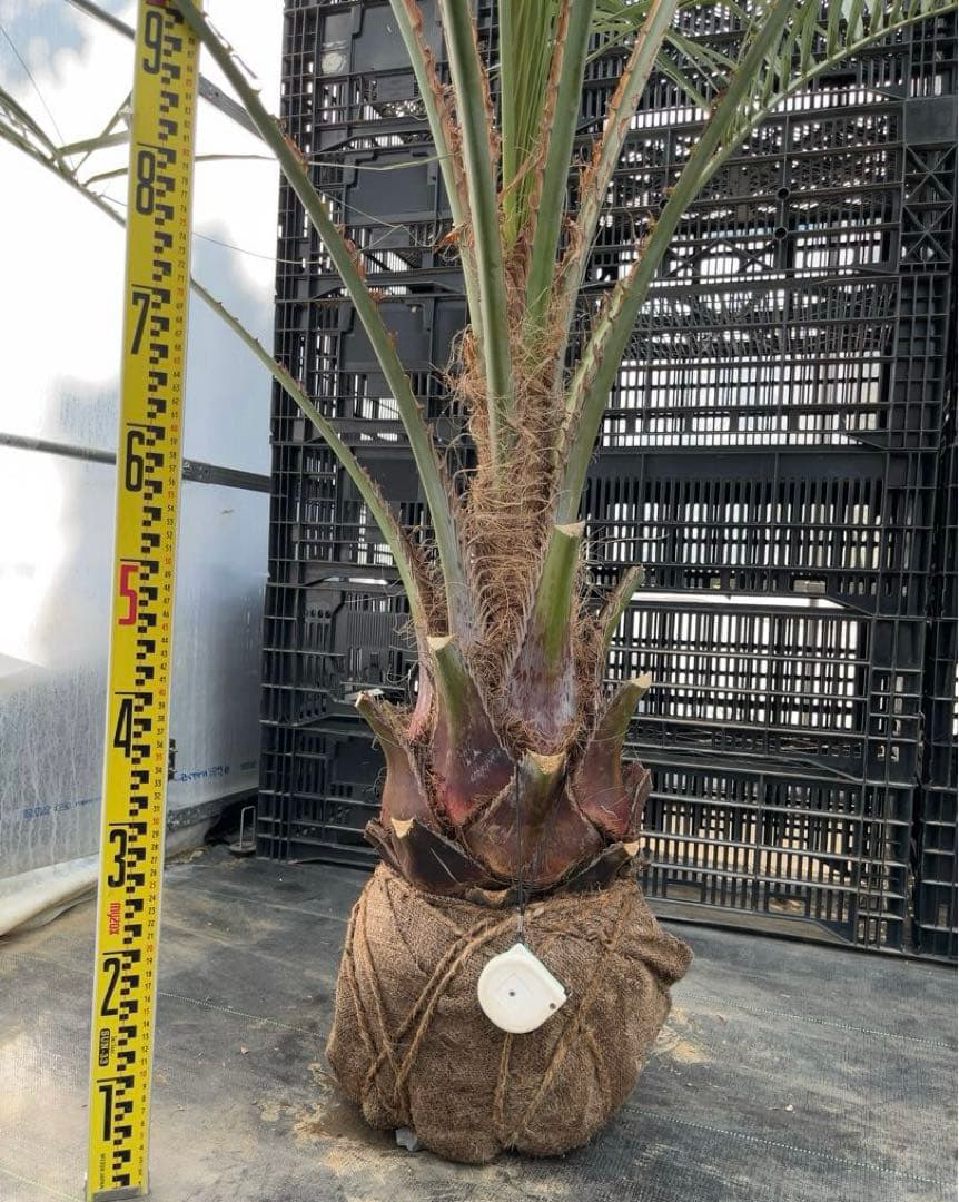 ココスヤシ 幹極太　極上の品　シルバーリーフ　良形