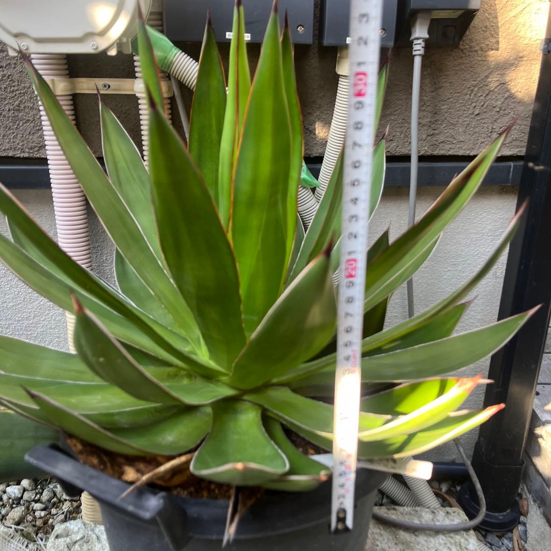 ブルーグロー　ハイブリッド　大株