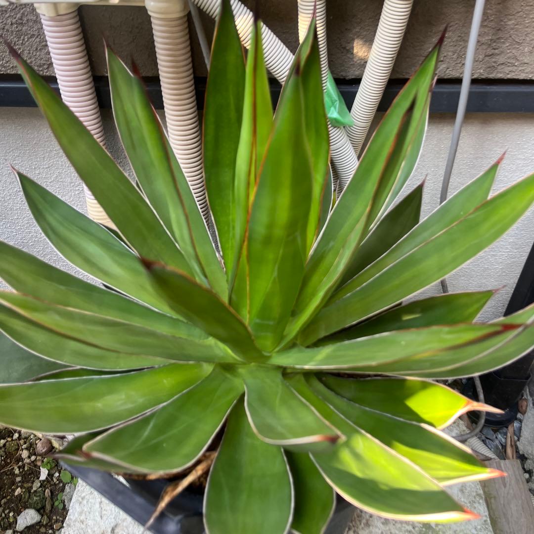 ブルーグロー　ハイブリッド　大株