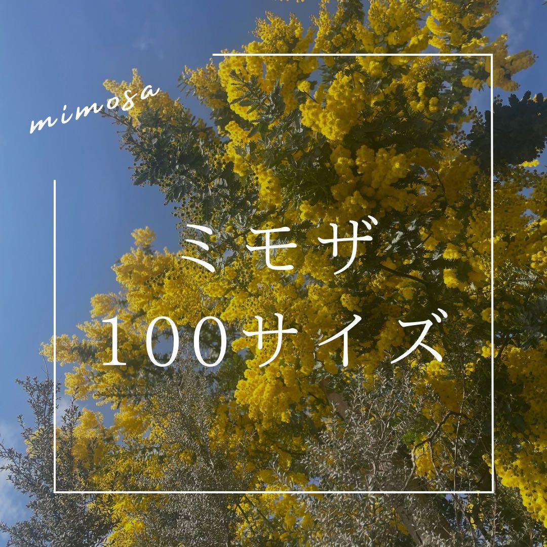 ミモザ 100サイズ 保水有り フレッシュミモザ 即日発送 - メルカリ