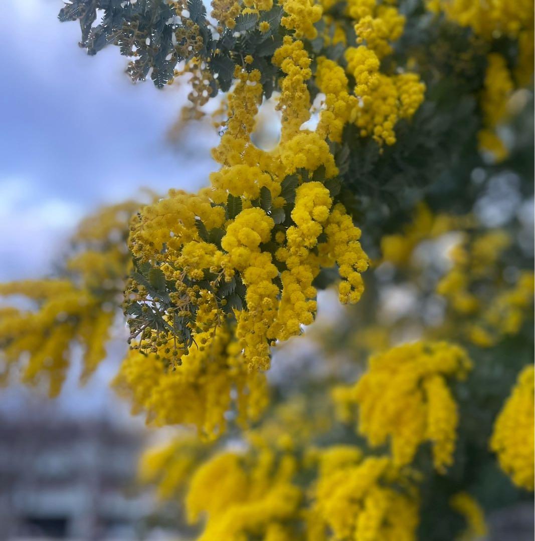 ミモザ 100サイズ 保水有り フレッシュミモザ 即日発送 - メルカリ