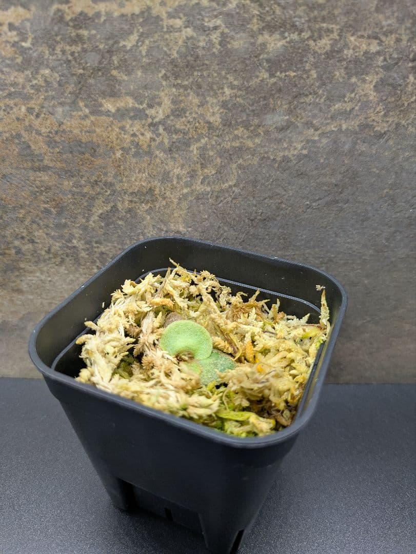 P.willinckii\"OMG\" OC(pup)③