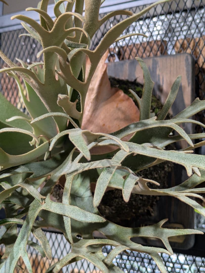 P.willinckii\"OMG\" OC(pup)③