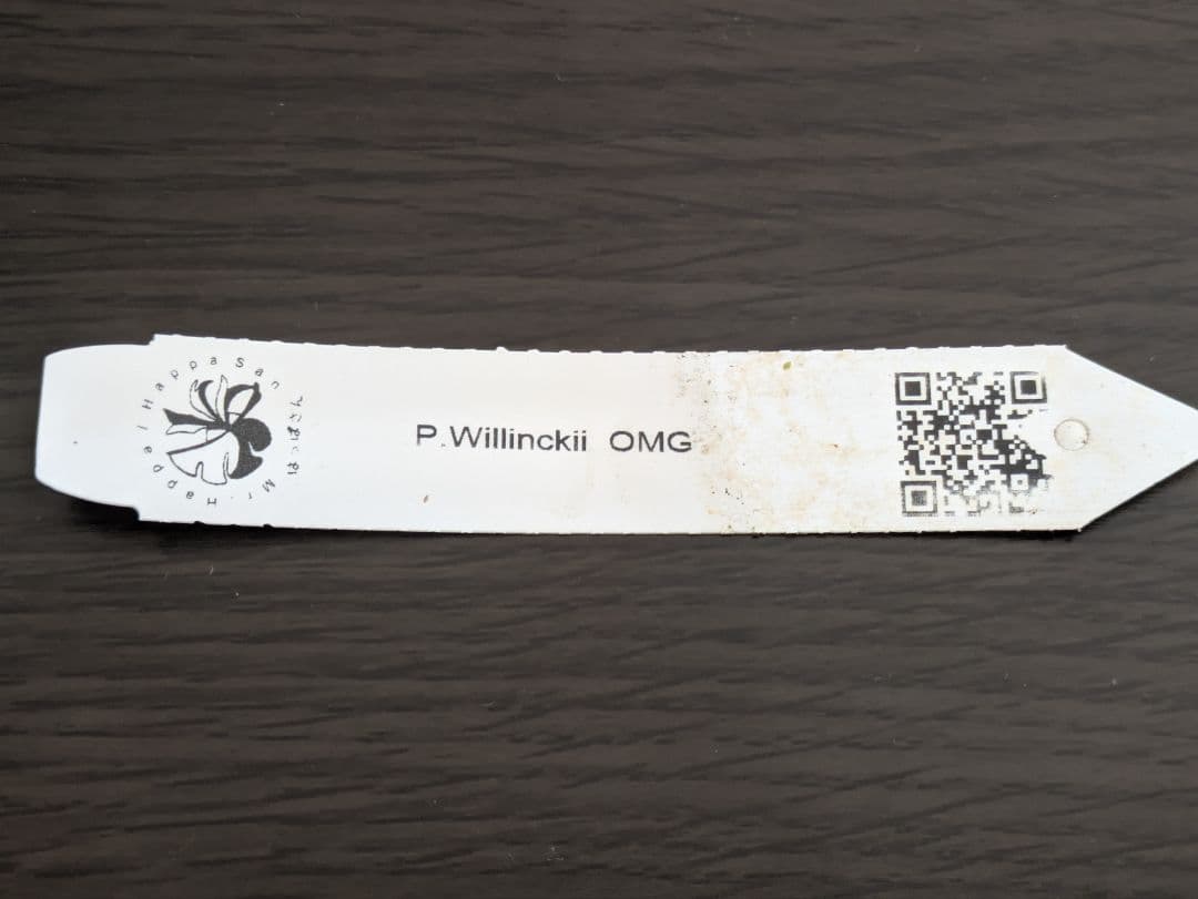 P.willinckii\"OMG\" OC(pup)③