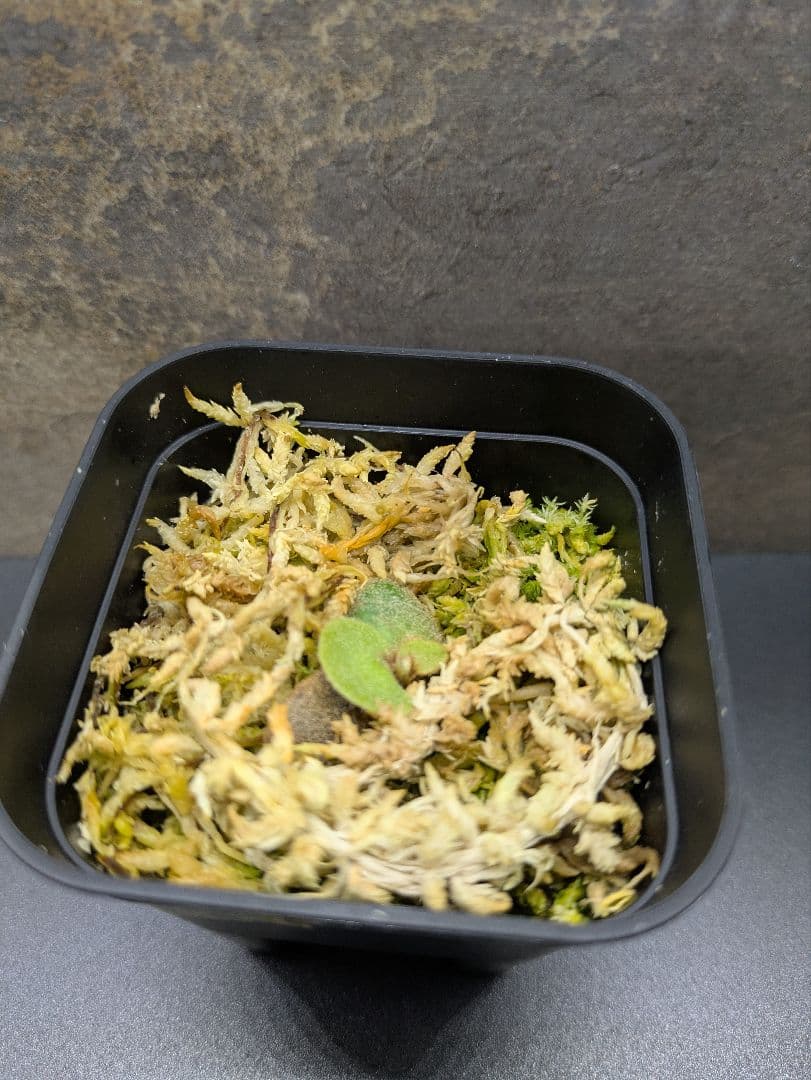 P.willinckii\"OMG\" OC(pup)③