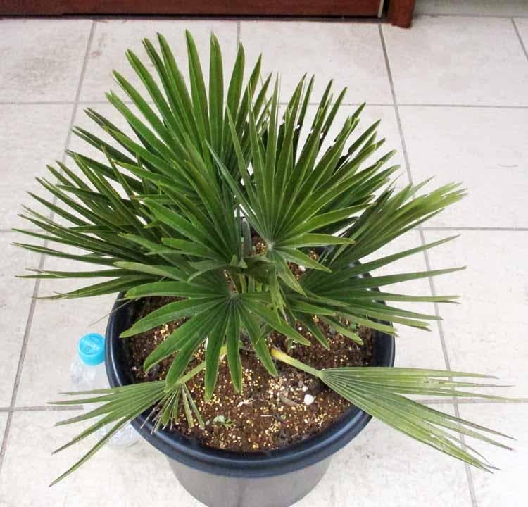 【現品】チャメロプス　フミリス　ボルケーノ　9号　や６番