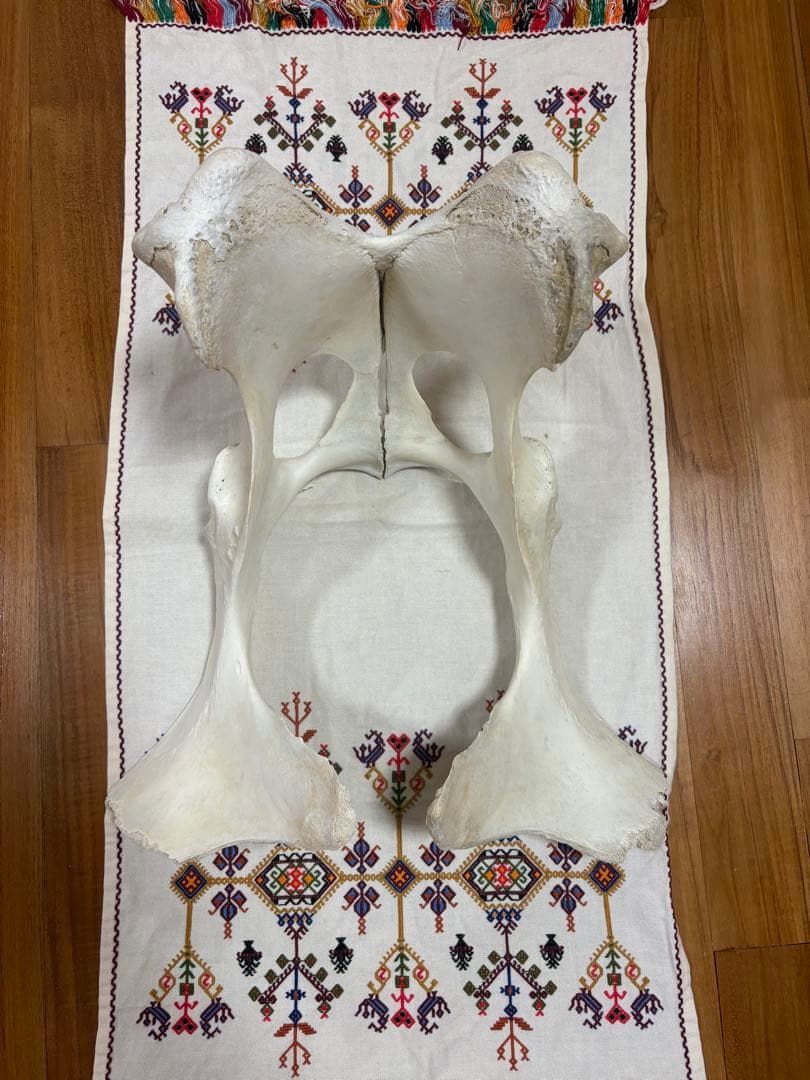 【一点物】石垣牛の聖骨｜大地と祖霊の守護｜スピリチュアルインテリア・魔除け・祭壇