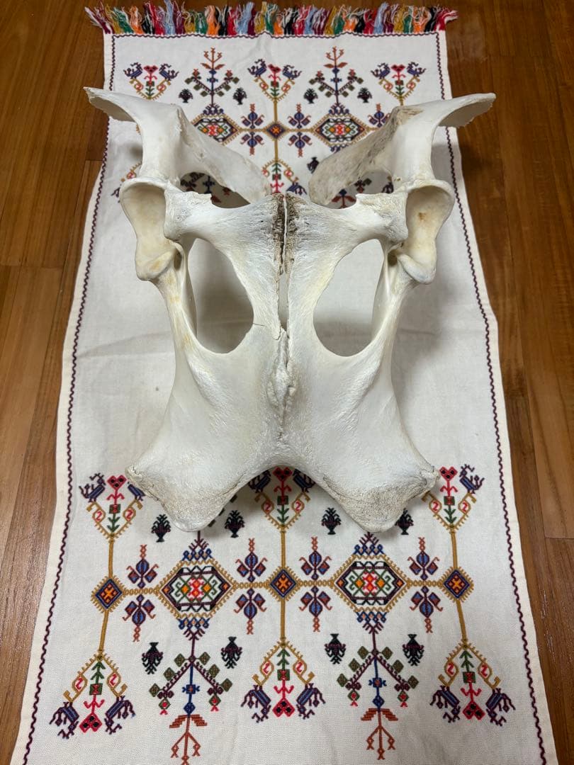 【一点物】石垣牛の聖骨｜大地と祖霊の守護｜スピリチュアルインテリア・魔除け・祭壇