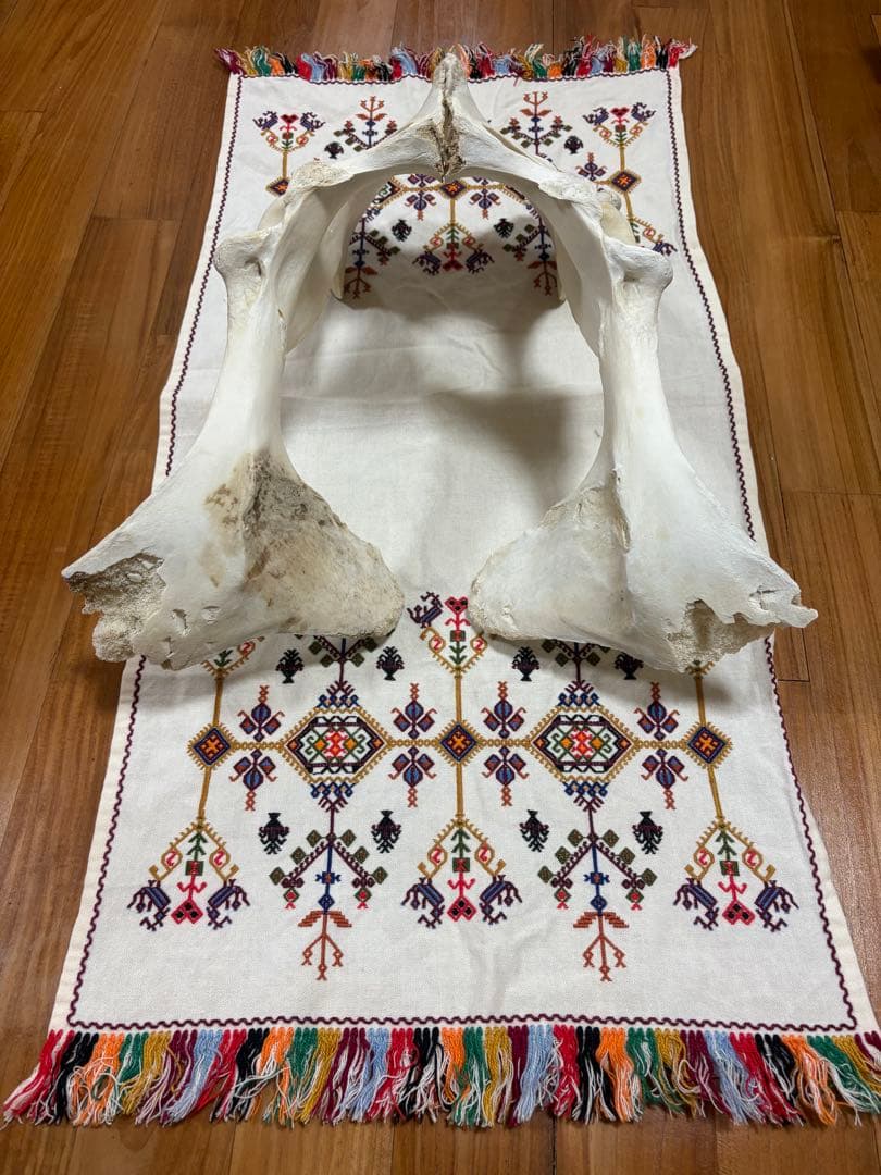 【一点物】石垣牛の聖骨｜大地と祖霊の守護｜スピリチュアルインテリア・魔除け・祭壇