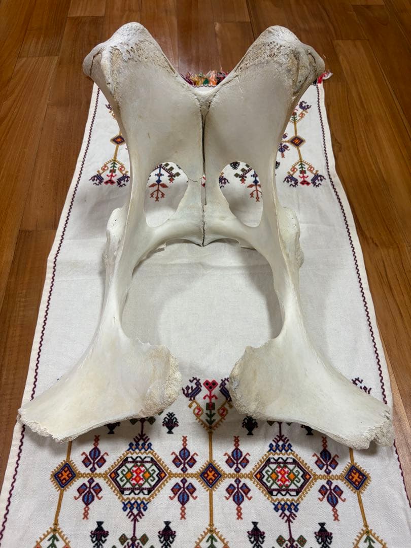 【一点物】石垣牛の聖骨｜大地と祖霊の守護｜スピリチュアルインテリア・魔除け・祭壇