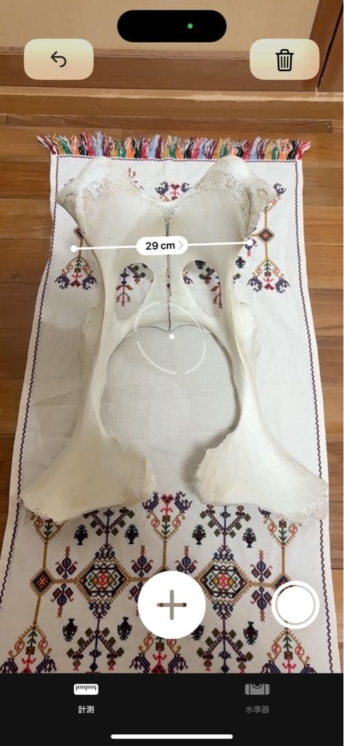 【一点物】石垣牛の聖骨｜大地と祖霊の守護｜スピリチュアルインテリア・魔除け・祭壇