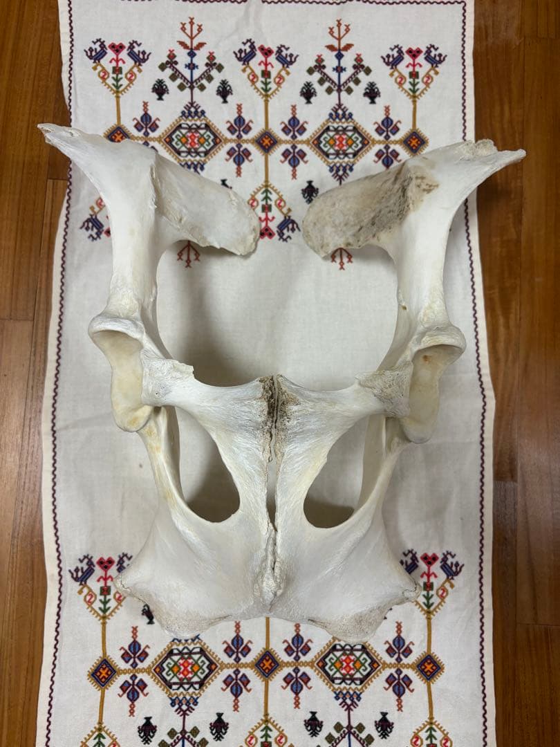 【一点物】石垣牛の聖骨｜大地と祖霊の守護｜スピリチュアルインテリア・魔除け・祭壇