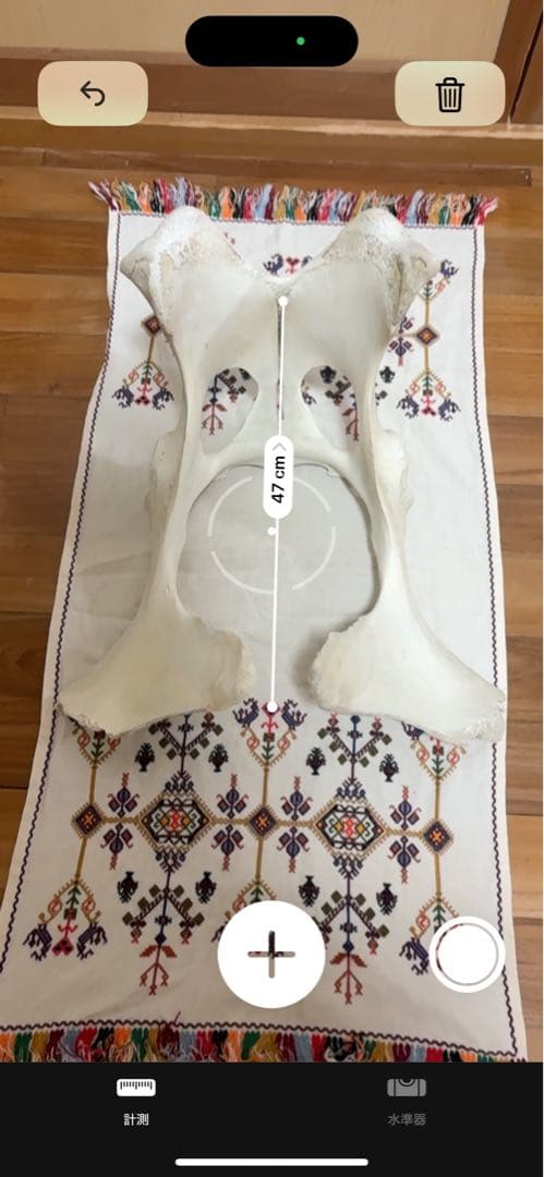 【一点物】石垣牛の聖骨｜大地と祖霊の守護｜スピリチュアルインテリア・魔除け・祭壇