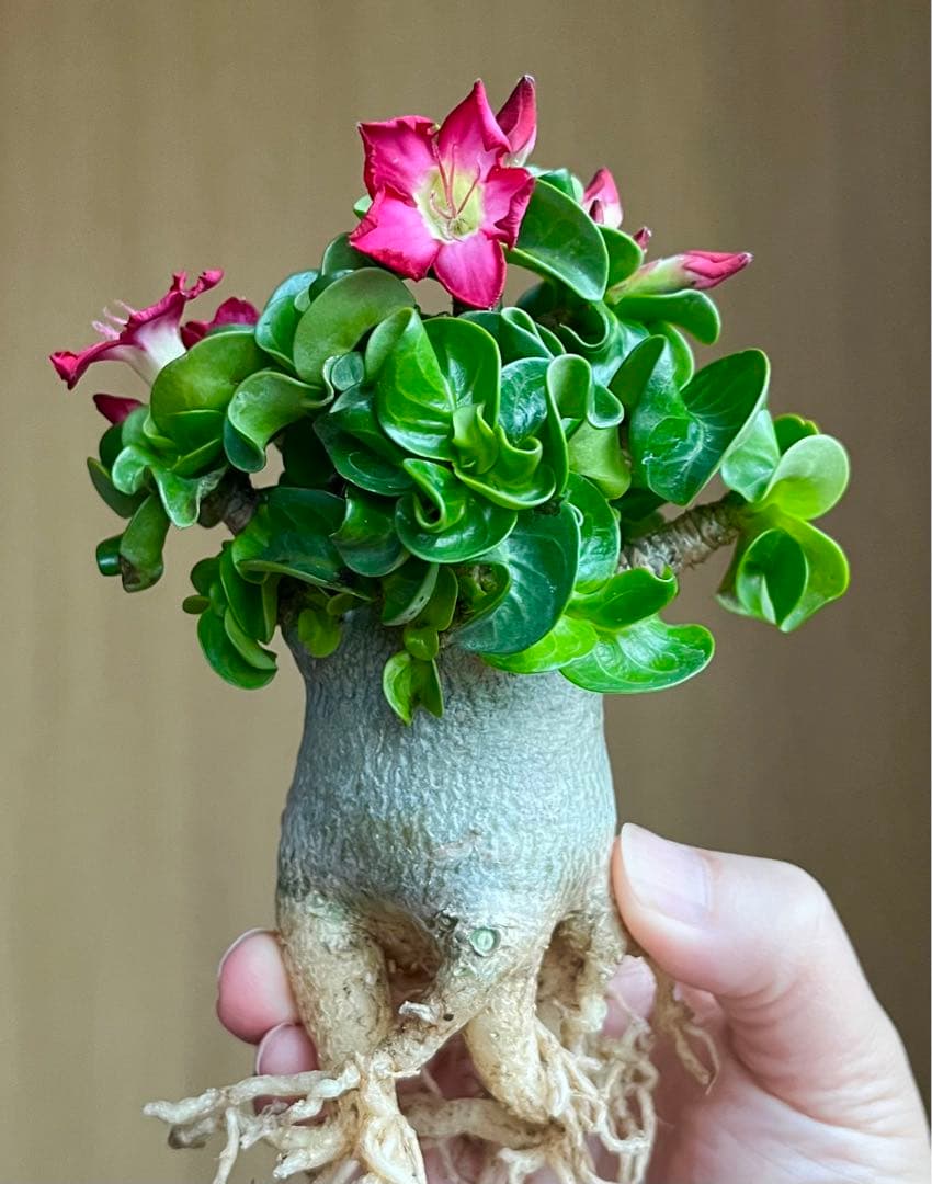 獅子葉/アデニウム/極太】Dorset Horn Adenium（DHA) ④ - メルカリ