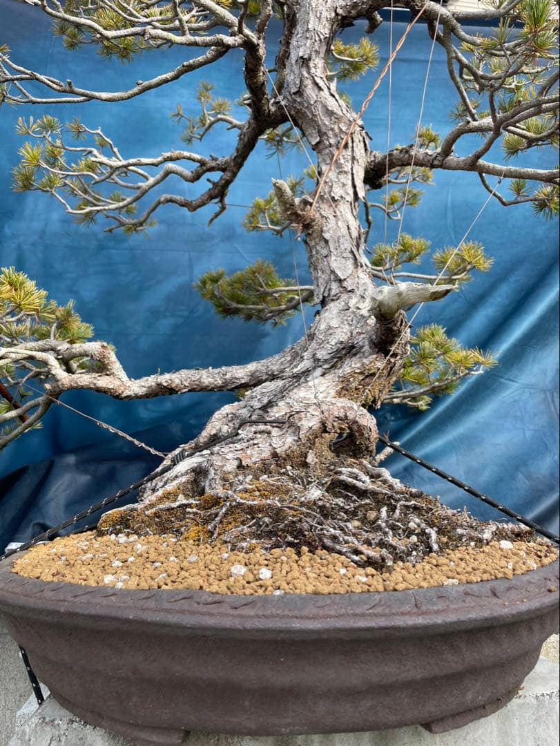 【五葉松】大品盆栽　黒松　赤松　真柏　※引き取り限定！