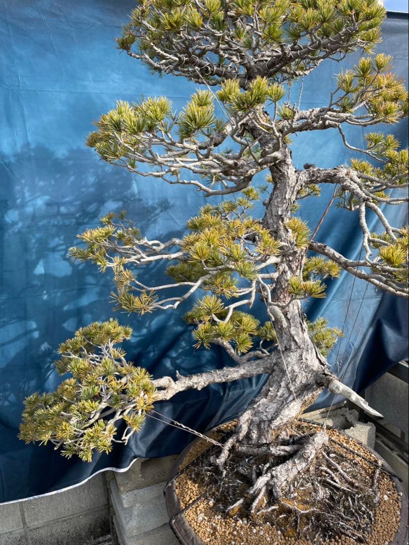 【五葉松】大品盆栽　黒松　赤松　真柏　※引き取り限定！