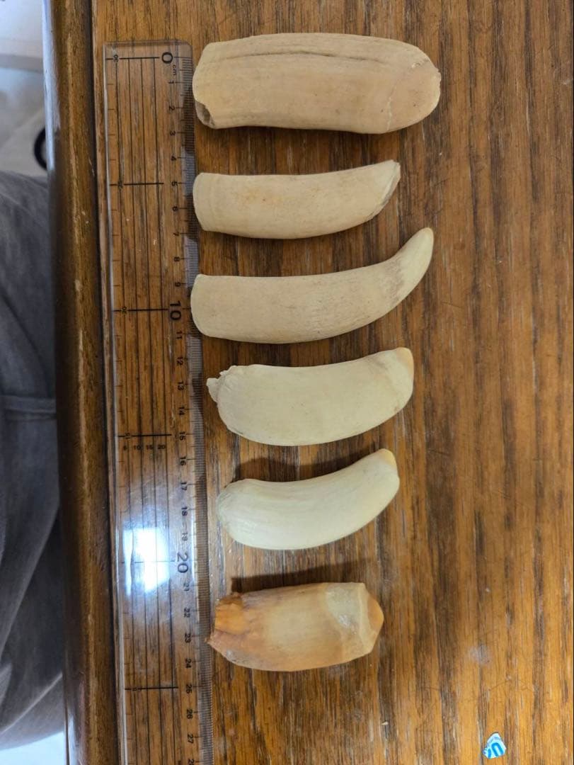 マッコウ鯨の歯