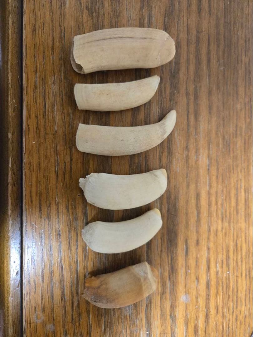 マッコウ鯨の歯