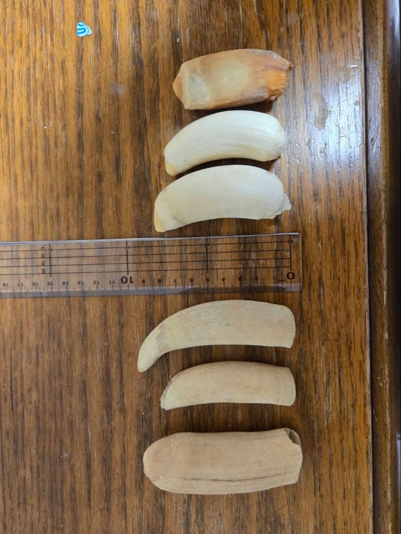 マッコウ鯨の歯