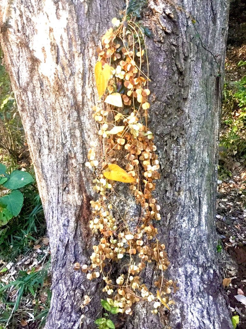 【販売済み】超巨大/11/11発見【山芋の花殻】スワッグ/ドライフラワー/花材