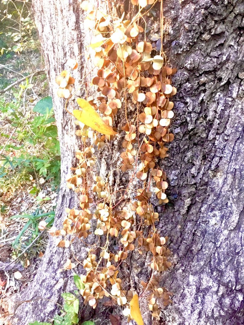 【販売済み】超巨大/11/11発見【山芋の花殻】スワッグ/ドライフラワー/花材