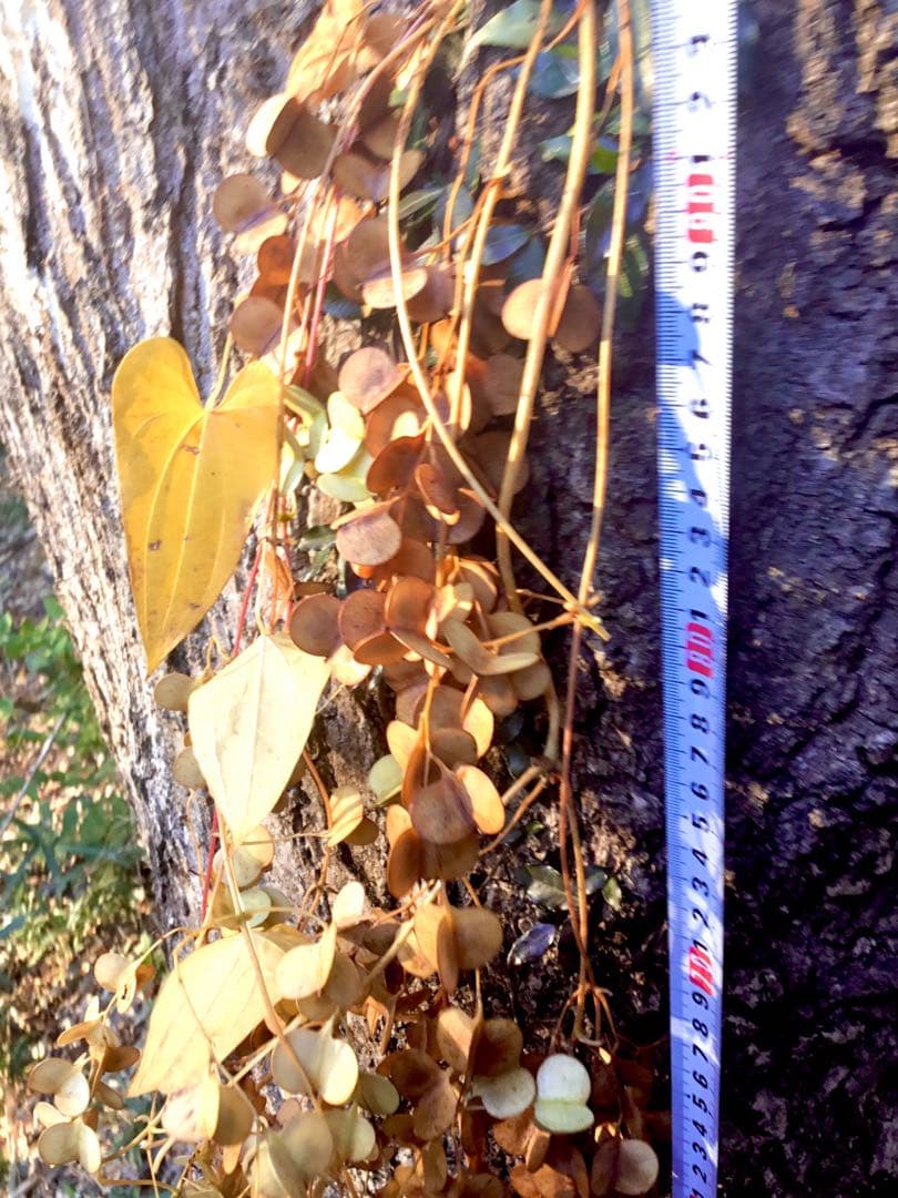 【販売済み】超巨大/11/11発見【山芋の花殻】スワッグ/ドライフラワー/花材