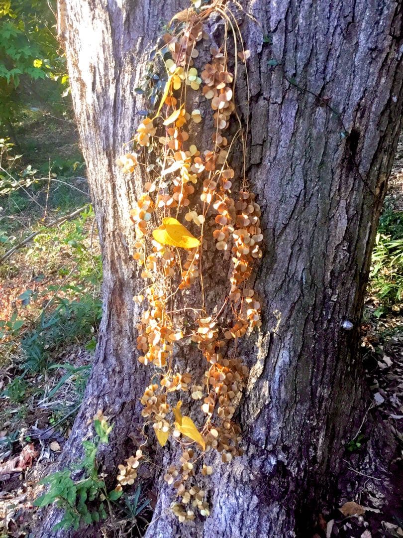 【販売済み】超巨大/11/11発見【山芋の花殻】スワッグ/ドライフラワー/花材