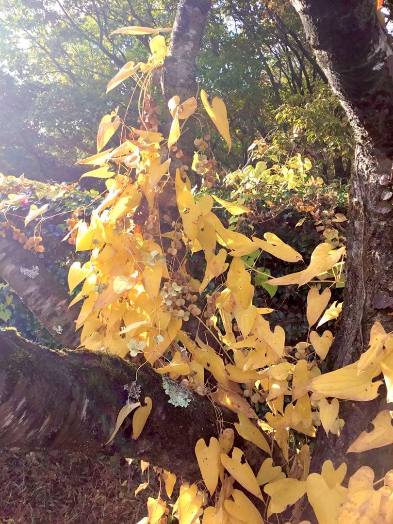 【販売済み】超巨大/11/11発見【山芋の花殻】スワッグ/ドライフラワー/花材