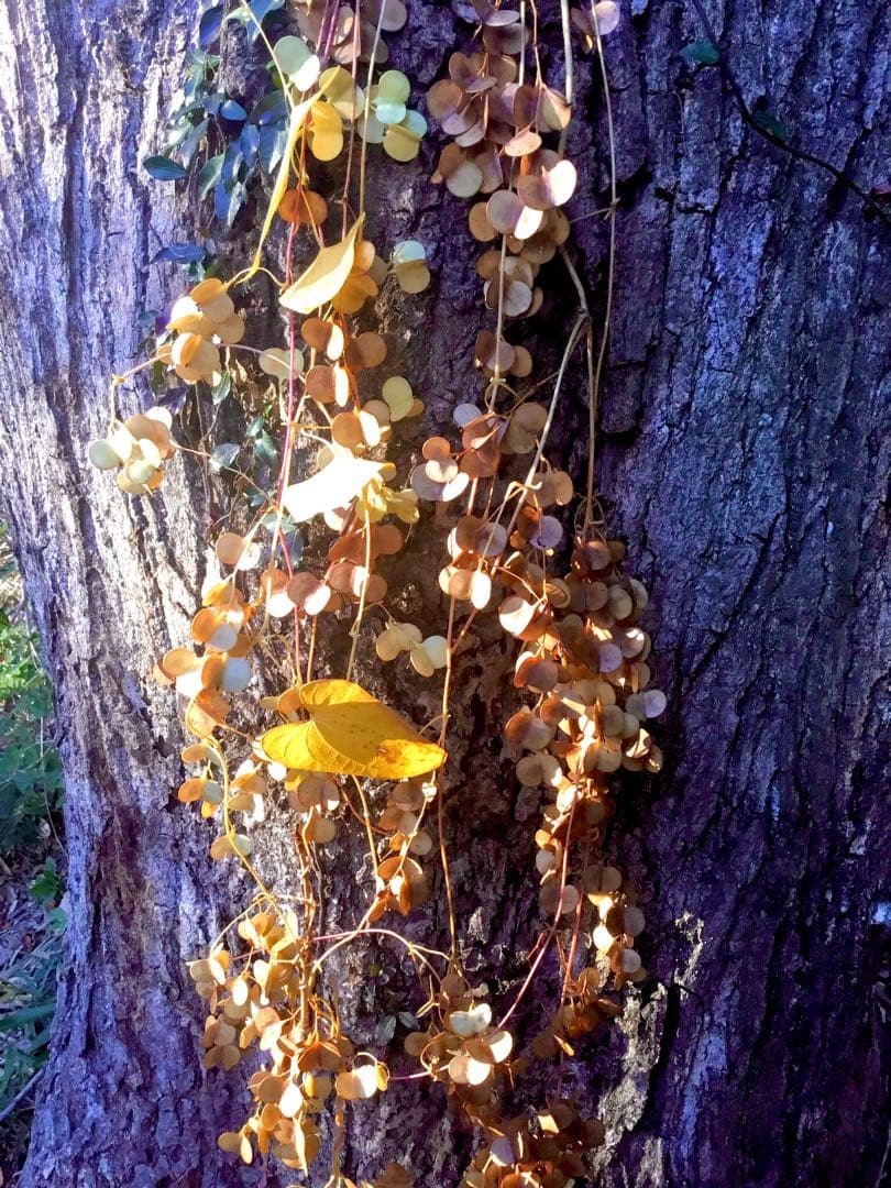 【販売済み】超巨大/11/11発見【山芋の花殻】スワッグ/ドライフラワー/花材