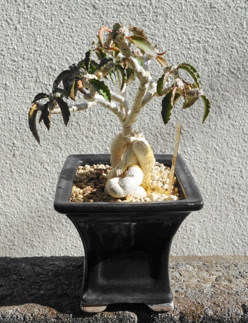 アンボボンベンシス 挿し木 盆栽風