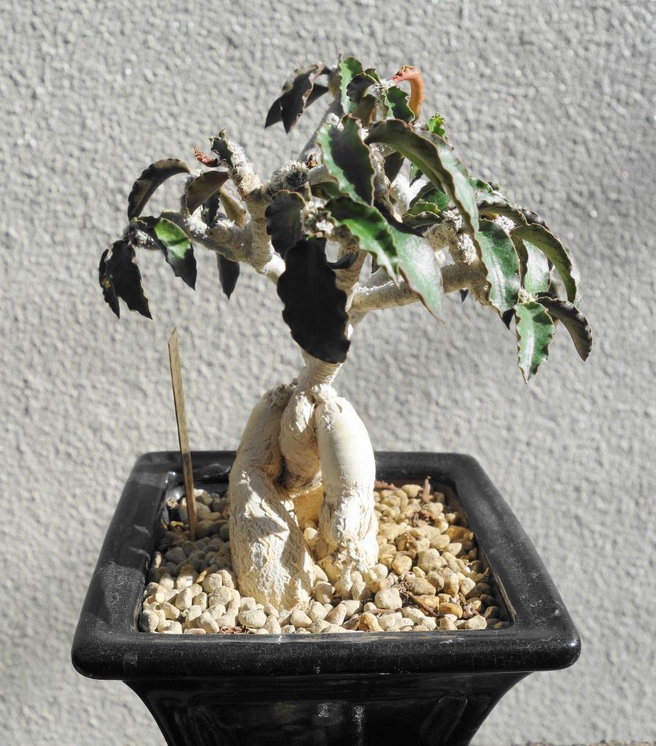 アンボボンベンシス 挿し木 盆栽風