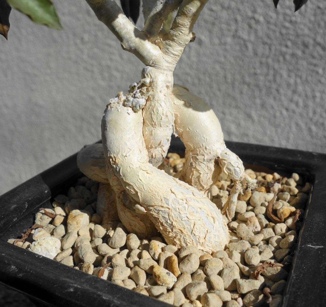 アンボボンベンシス 挿し木 盆栽風