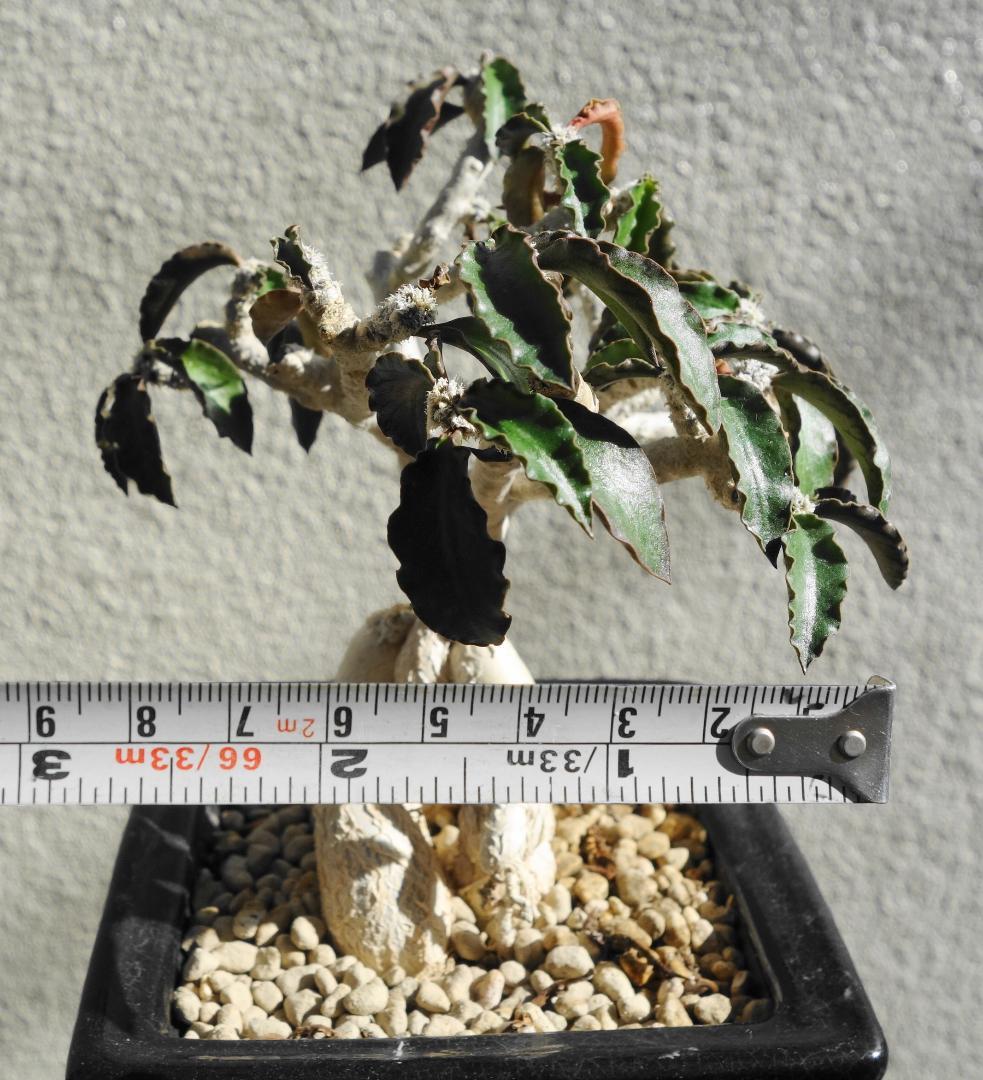 アンボボンベンシス 挿し木 盆栽風