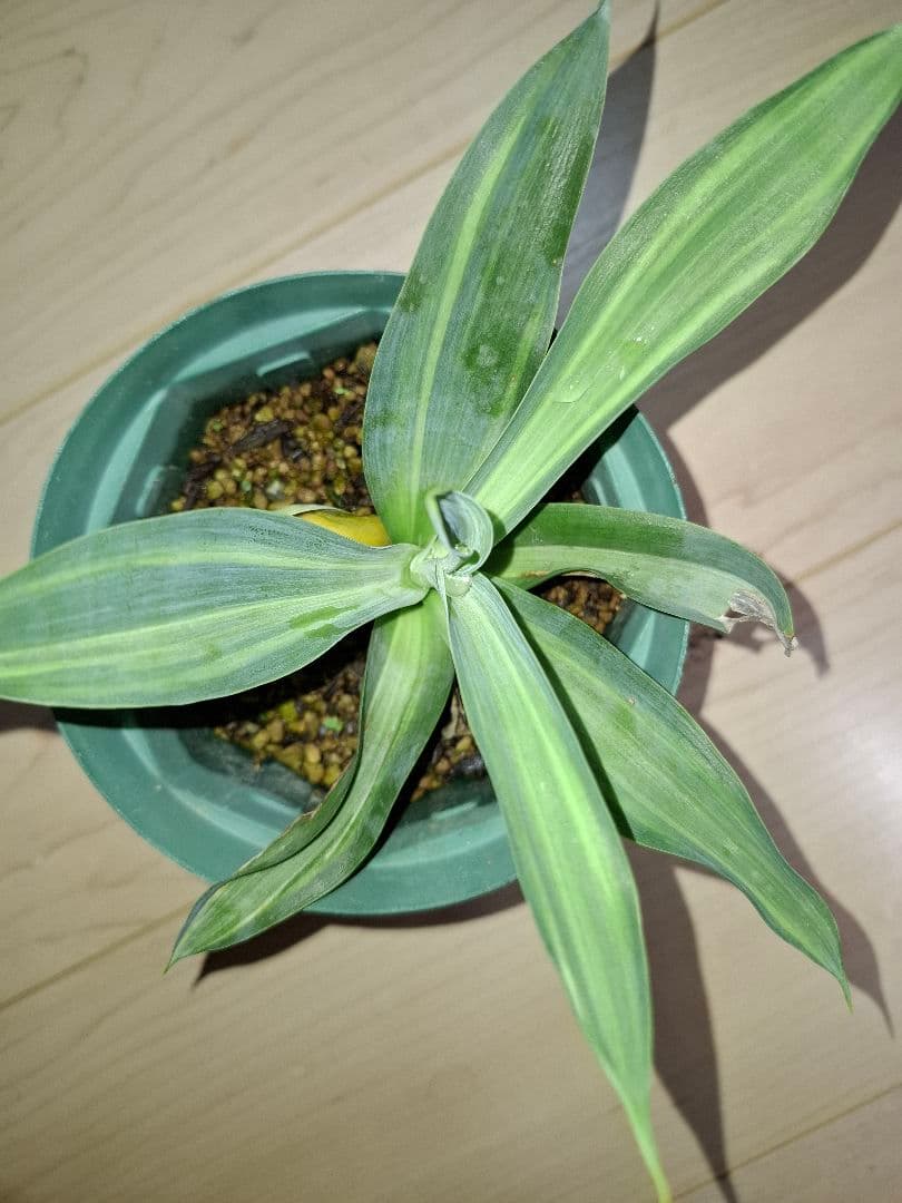 アガベ アテナータ スーパーノヴァ 翡翠盤 - メルカリ