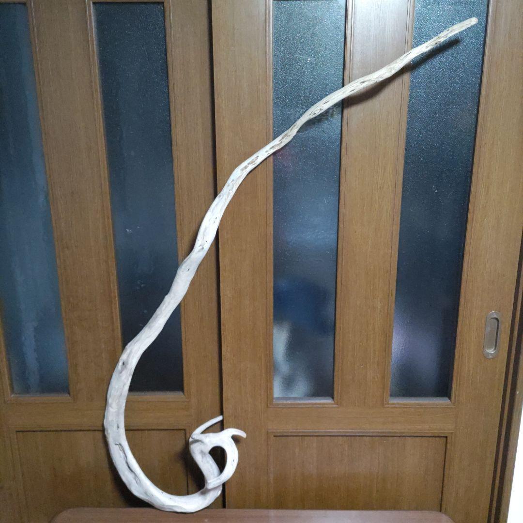 天然自然流木　ビッグな超希少　龍木竜木辰年　直接引き渡し限定　大阪府