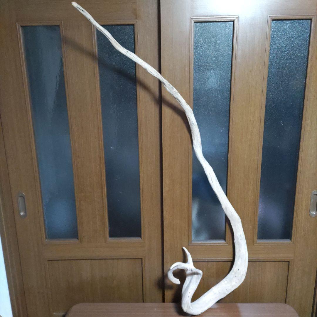 天然自然流木　ビッグな超希少　龍木竜木辰年　直接引き渡し限定　大阪府