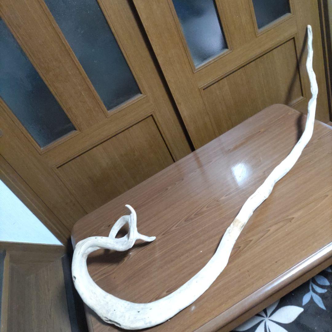 天然自然流木　ビッグな超希少　龍木竜木辰年　直接引き渡し限定　大阪府