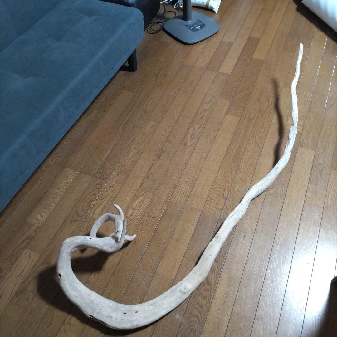 天然自然流木　ビッグな超希少　龍木竜木辰年　直接引き渡し限定　大阪府