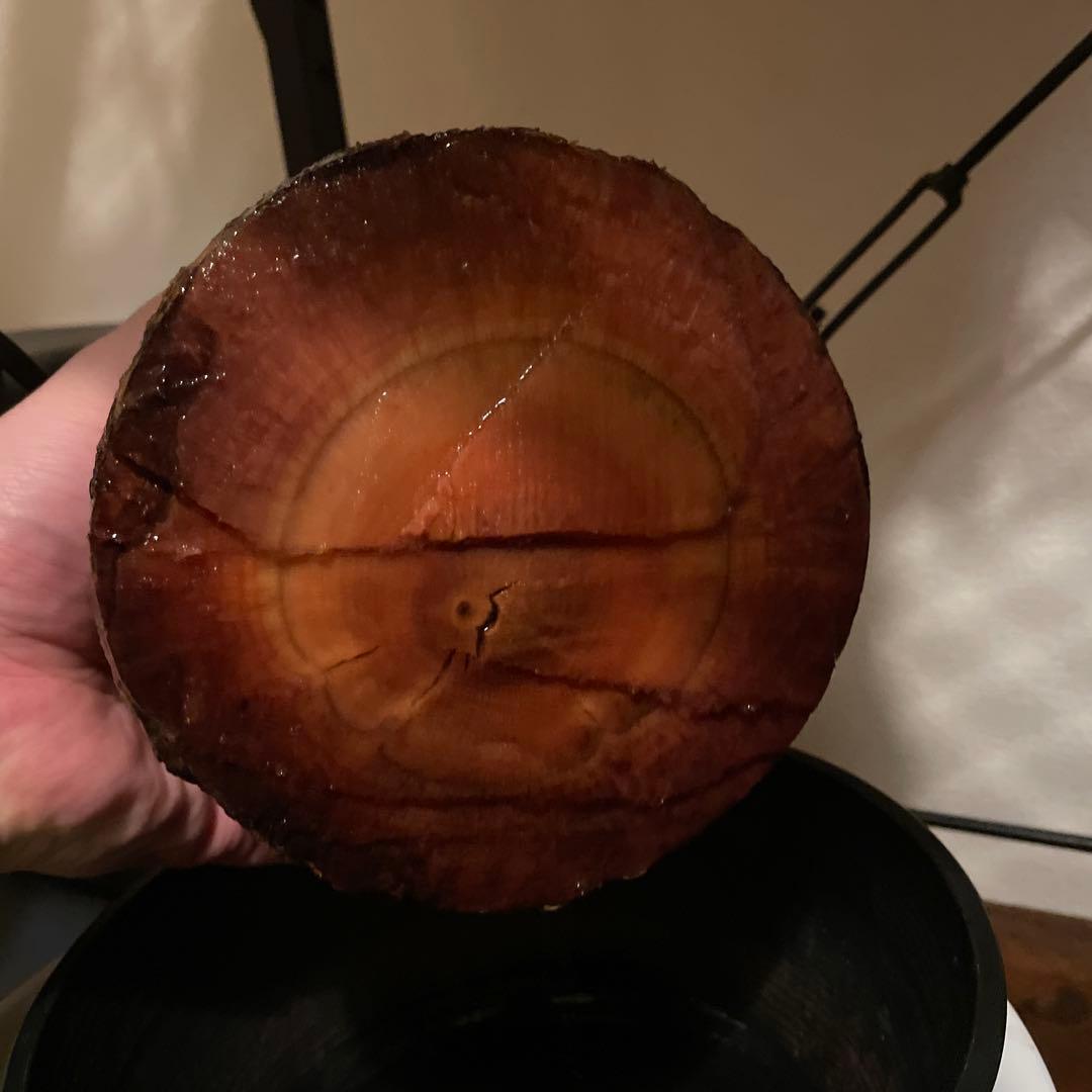 か*ア様 塊根植物 パキプス　発根管理中