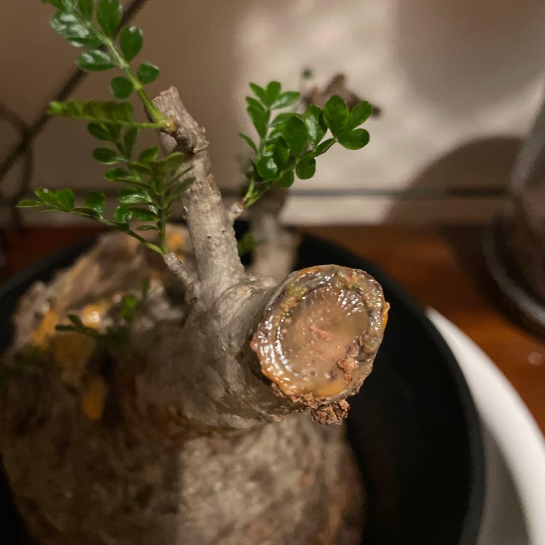 か*ア様 塊根植物 パキプス　発根管理中