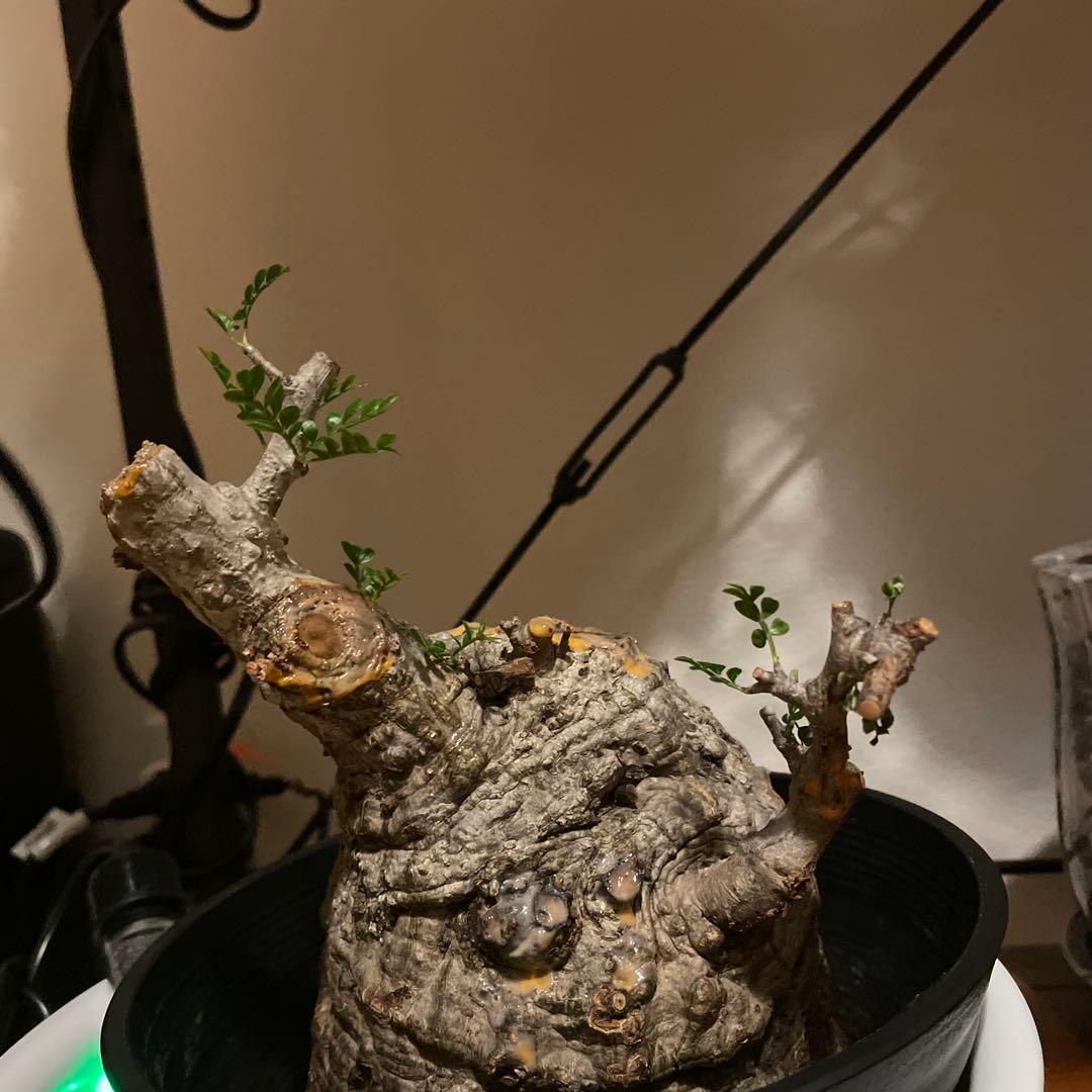 か*ア様 塊根植物 パキプス　発根管理中