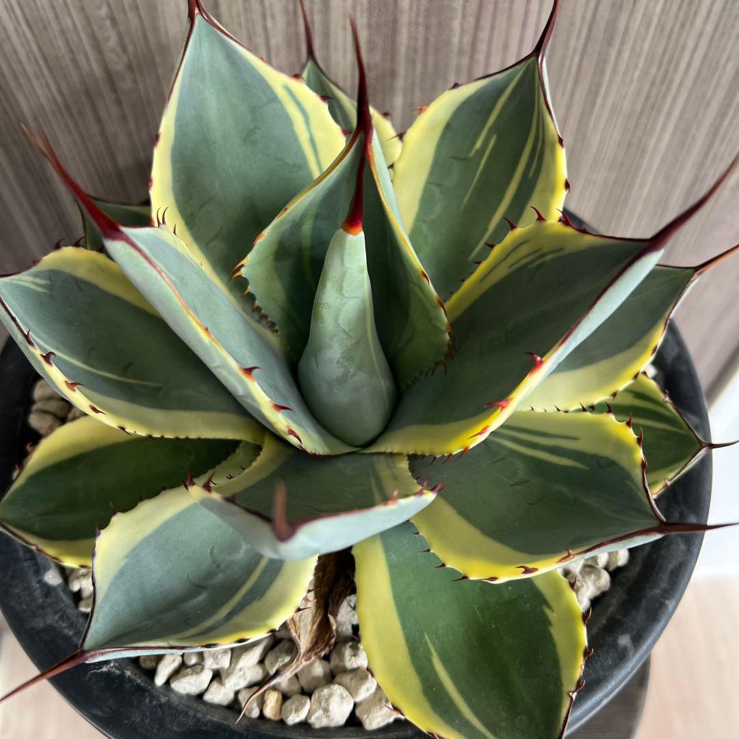 アガベ パリートランカータ　オリザバ　極上親株販売