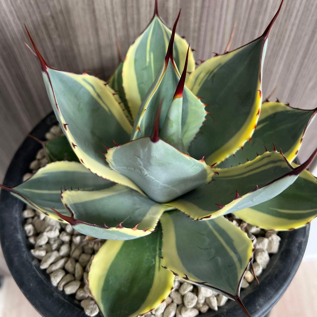 アガベ パリートランカータ　オリザバ　極上親株販売