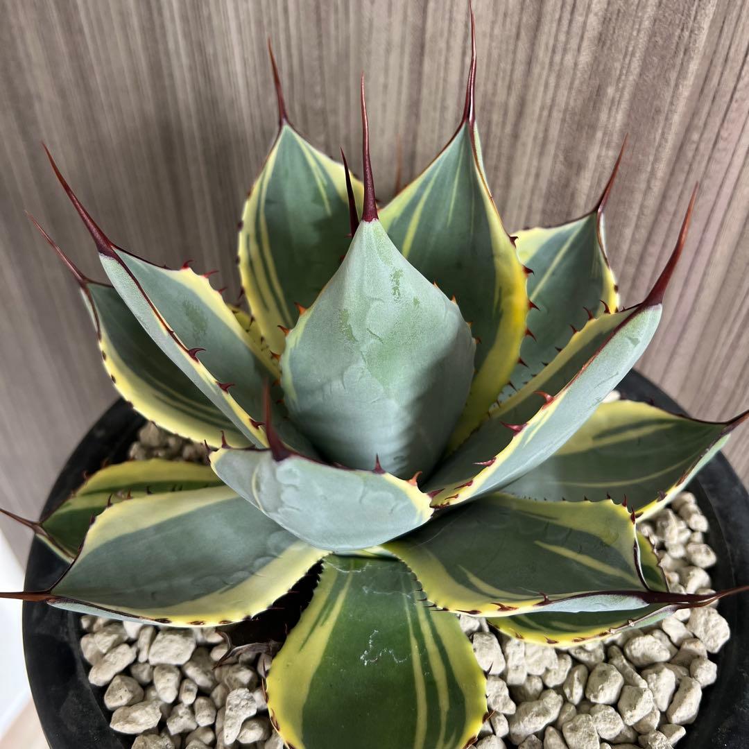 アガベ パリートランカータ　オリザバ　極上親株販売