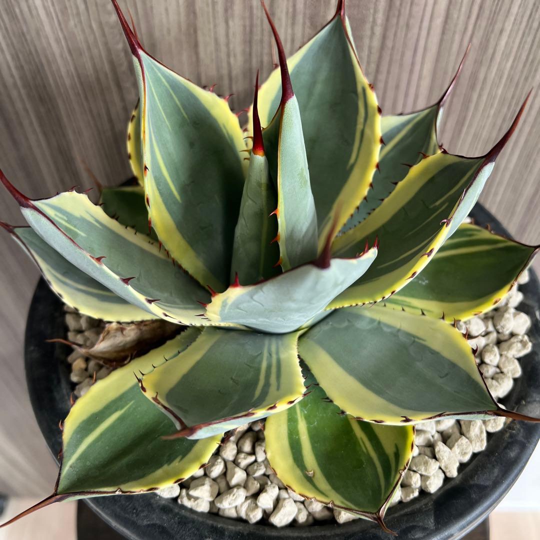 アガベ パリートランカータ　オリザバ　極上親株販売