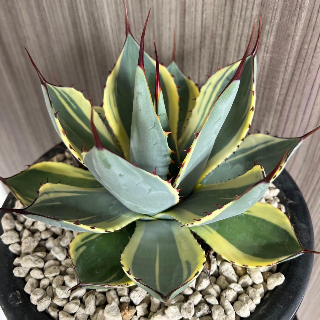 アガベ パリートランカータ　オリザバ　極上親株販売