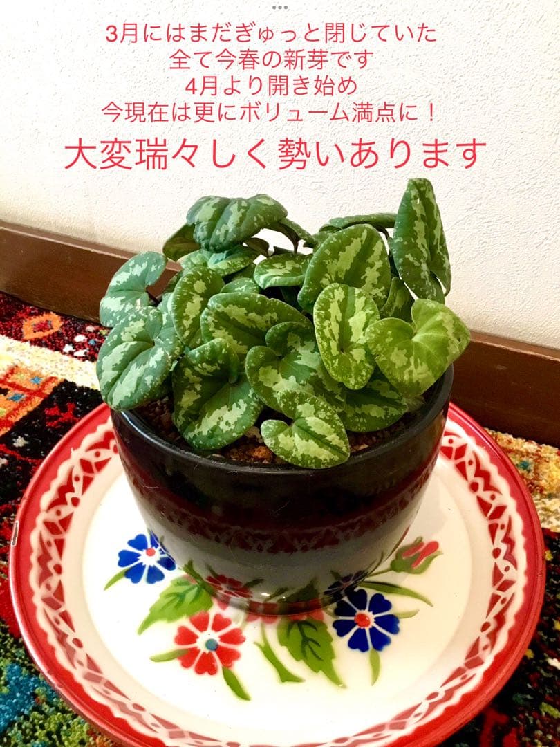 天然＊野生【全て今春の新芽＊お花沢山/カンアオイ＊寒葵】瑞々しく勢い炸裂！