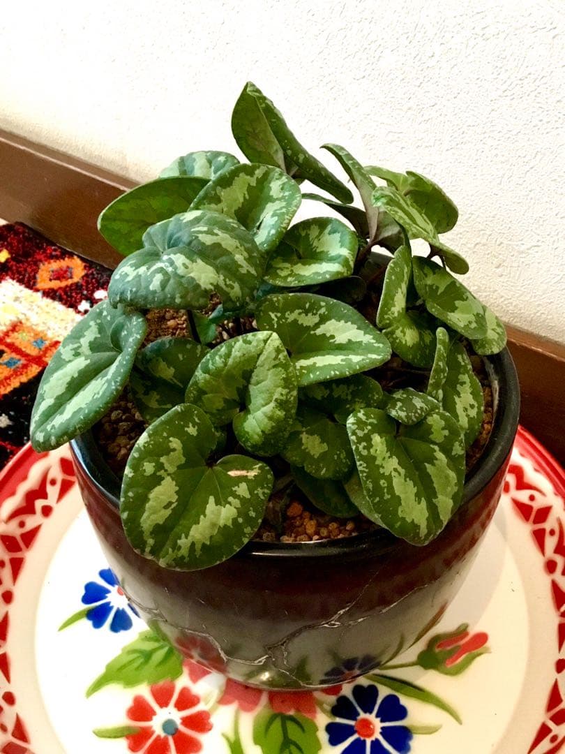 天然＊野生【全て今春の新芽＊お花沢山/カンアオイ＊寒葵】瑞々しく勢い炸裂！