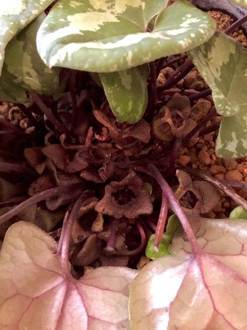 天然＊野生【全て今春の新芽＊お花沢山/カンアオイ＊寒葵】瑞々しく勢い炸裂！