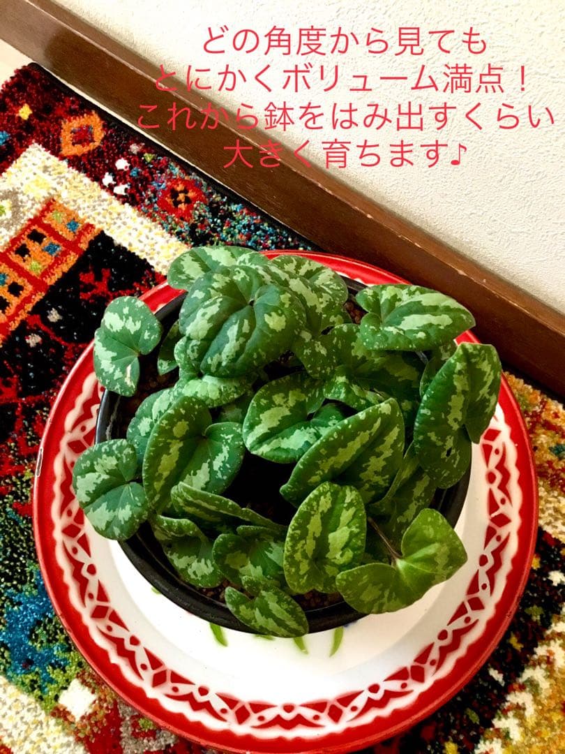 天然＊野生【全て今春の新芽＊お花沢山/カンアオイ＊寒葵】瑞々しく勢い炸裂！